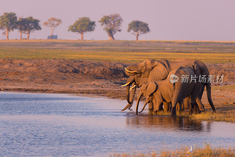 一群非洲象在丘比河饮水