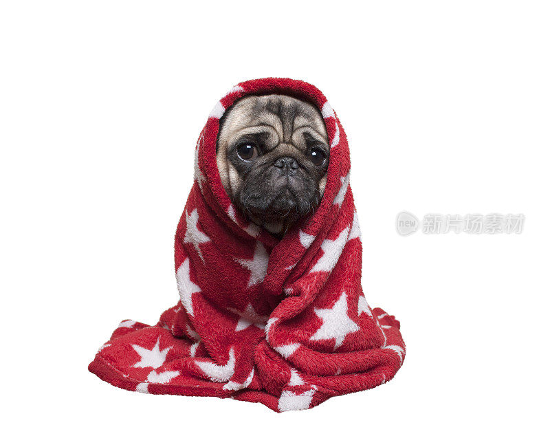 可爱的哈巴狗小狗坐下来，蜷缩在毛茸茸的红毯子，孤立在白色的背景