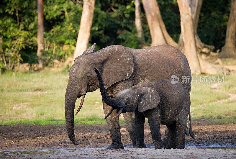 带着宝宝的母象。中非共和国。刚果共和国。Dzanga-Sangha特别保护区。