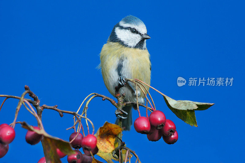 Bluetit在山楂