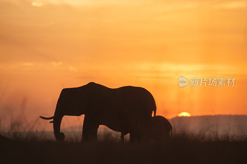 夕阳下大象的剪影，肯尼亚马赛马拉