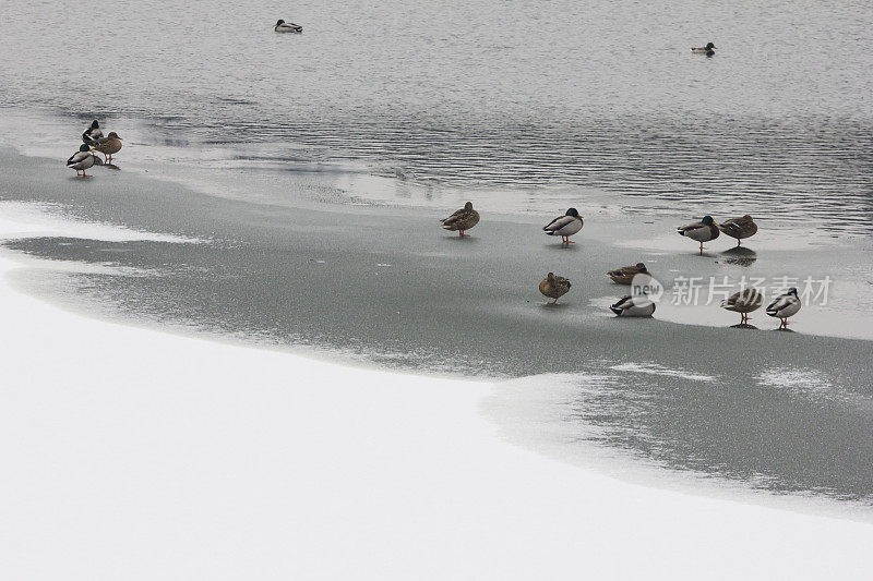 结冰的湖岸上的一群鸭子
