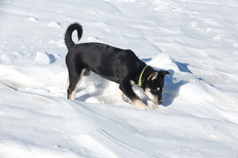 西伯利亚猎犬幼犬3个月大