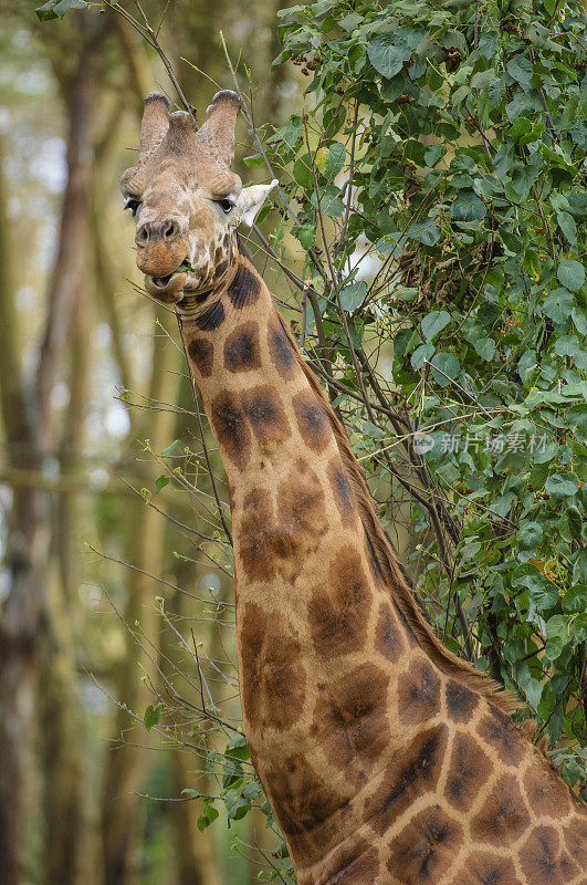野生罗斯柴尔德长颈鹿在肯尼亚森林