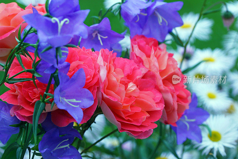 玫瑰，Gebrüder格林，夏季紫苑和风铃花