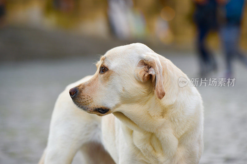 拉布拉多寻回犬