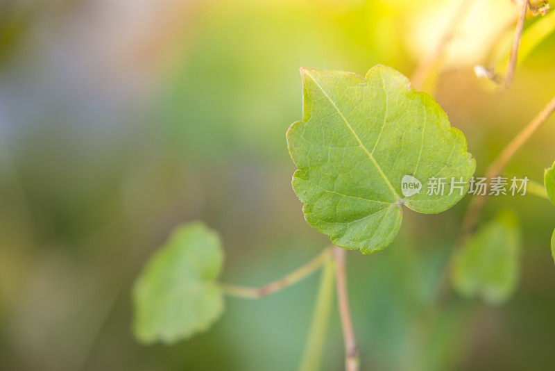 田野里的洋甘菊花