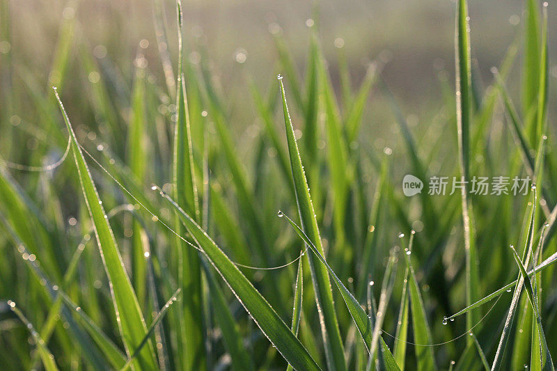草和水滴，不列颠哥伦比亚省，加拿大，春天的早晨