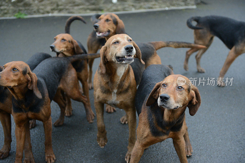 猎犬群在出发前