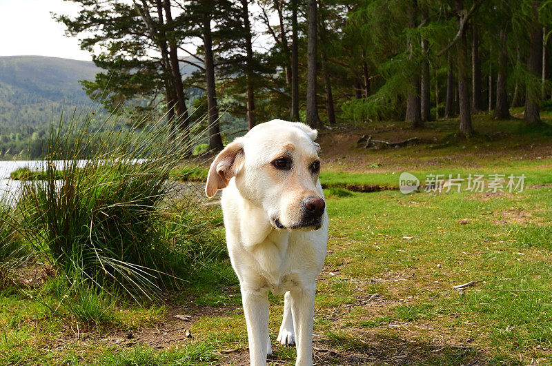 拉布拉多寻回犬