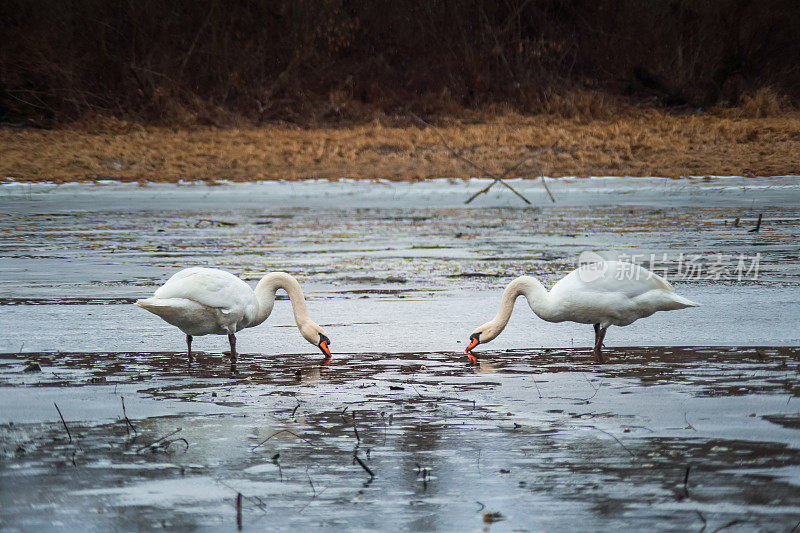 一个冬天的早晨，一对天鹅在结冰的河上举行求偶仪式。