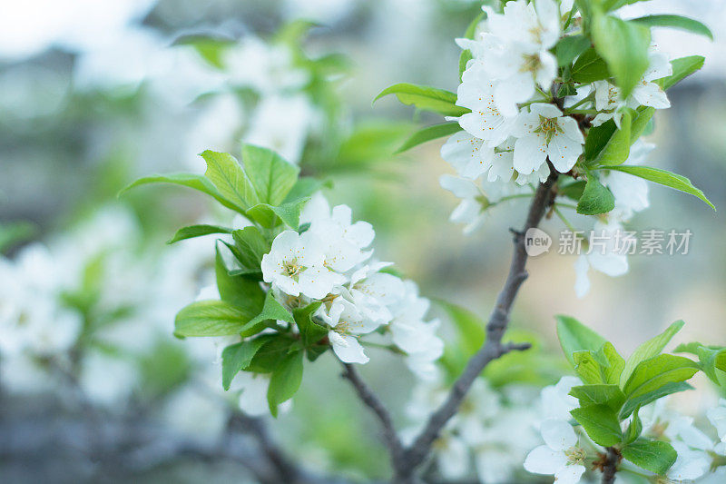 白梅树开花，特写带浅景深。