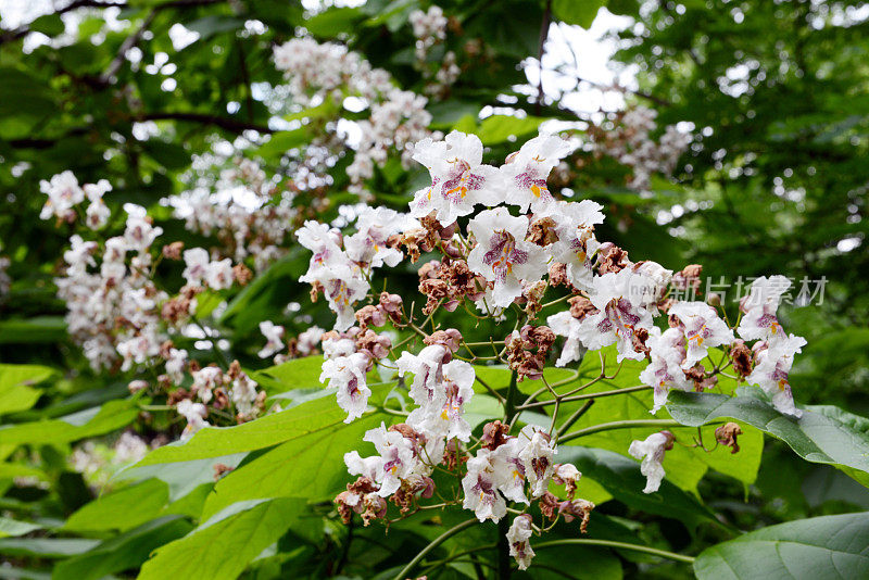 Indian-bean-tree(梓bignonioides)