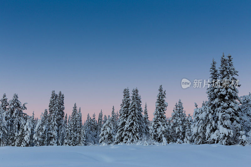 瑞典北极地区的森林里冰雪覆盖着树木