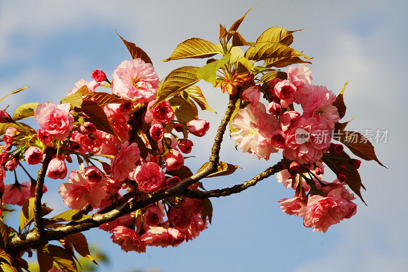盛开的日本樱花“仙山”