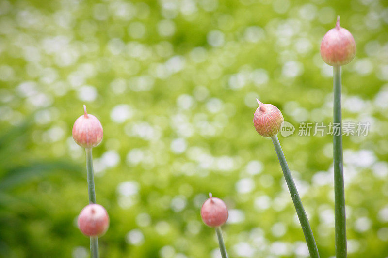 葱芽与散景背景