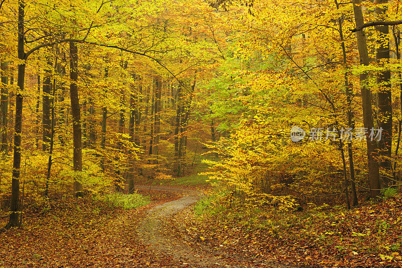 穿越秋季落叶混交林的徒步小径