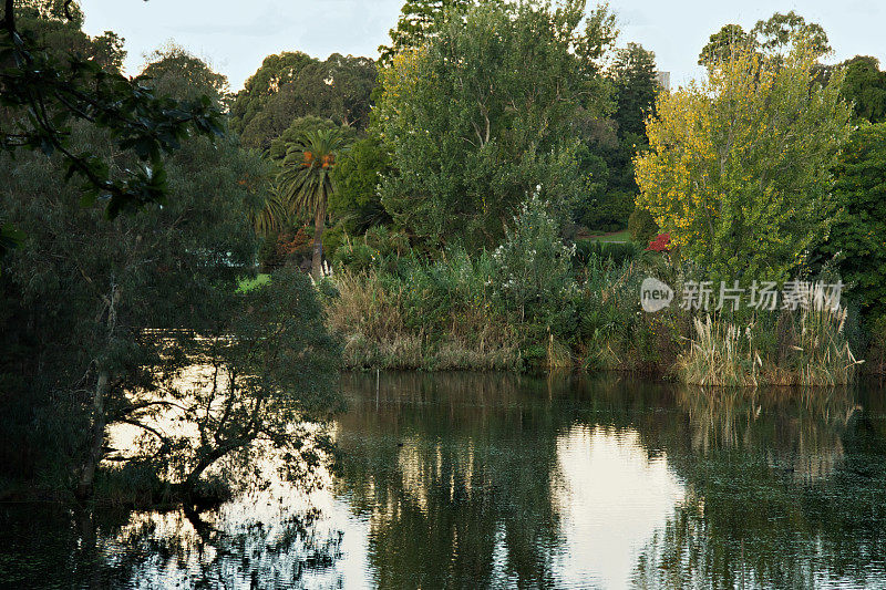黎明时分，墨尔本皇家植物园的池塘