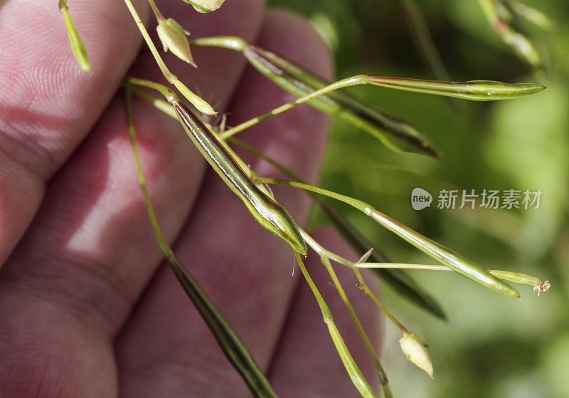 种荚小香脂凤仙花