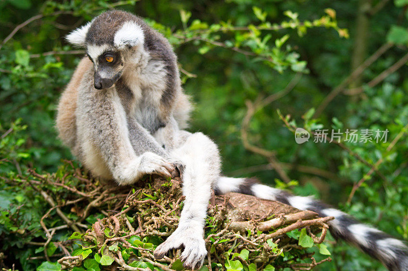 环尾狐猴的侧面