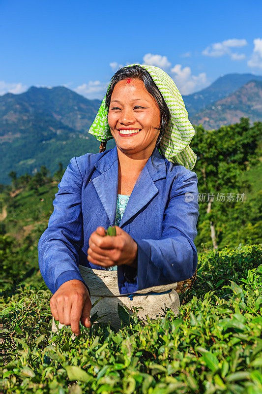 印度大吉岭，印度采摘者在采摘茶叶