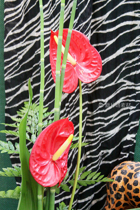 夏威夷Flower-Anthurium
