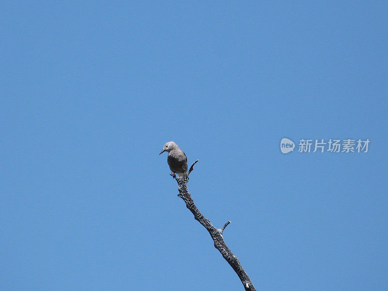 克拉克的胡桃夹子鸟