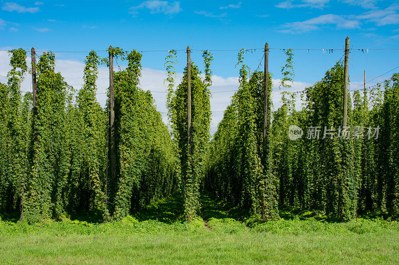 正面视图啤酒花种植园夏末法国比利时边境