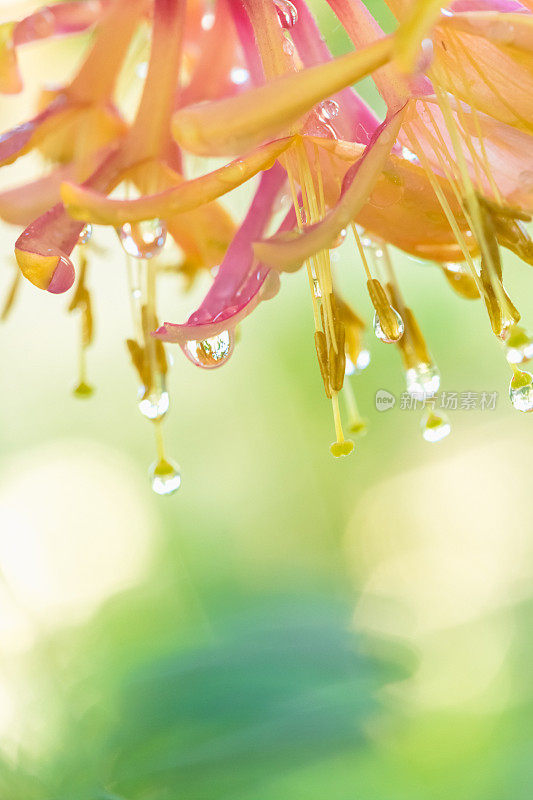 粉红色的忍冬花绽放着晶莹的雨滴