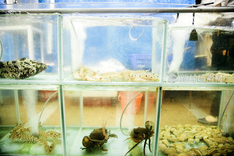 香港铜锣湾鱼缸里的新鲜鱼类和贝类