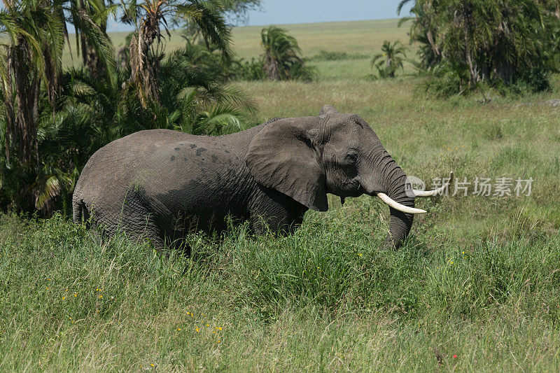 非洲象正在塞伦盖蒂草原上吃草
