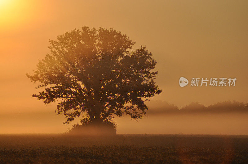 一个雾蒙蒙的秋天早晨的橡树