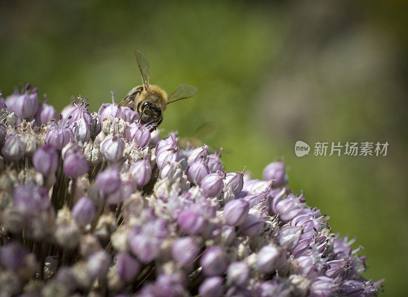 蜜蜂在韭菜花上