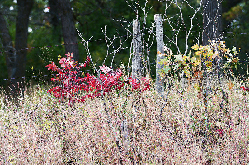 红色漆树沿栅栏线在秋天