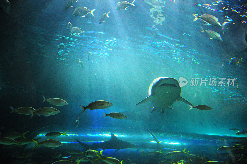 水族馆里的白鲨和鱼