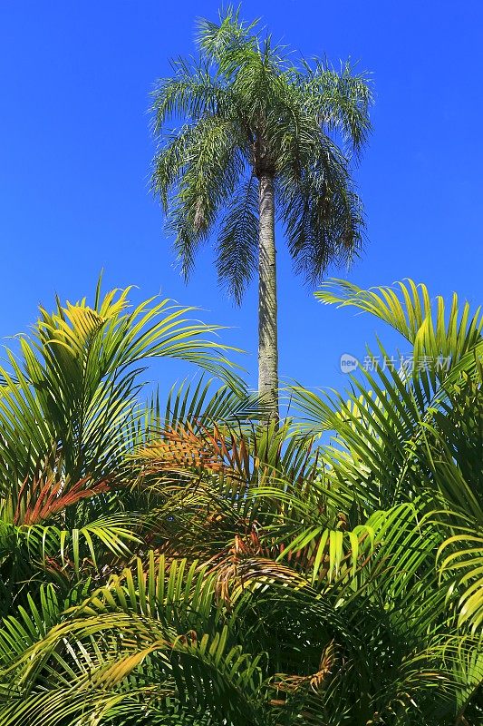 棕榈树和热带雨林蓝天-美国佛罗里达