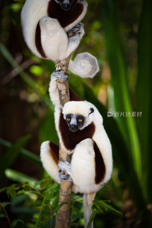 两只狐猴坐在树上