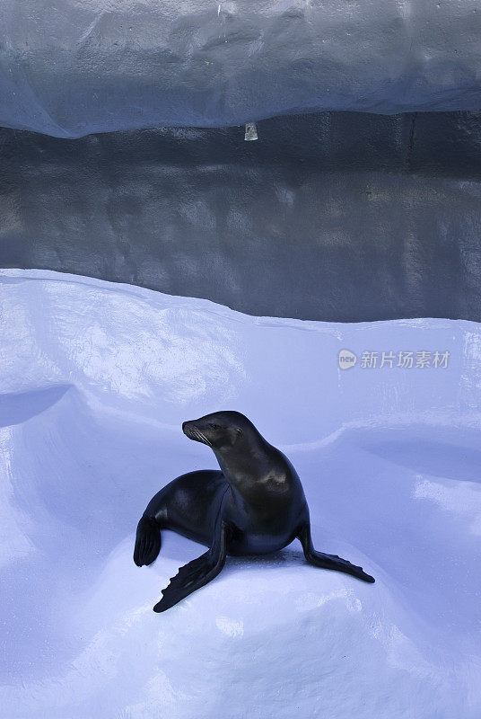 水族馆里的海狮