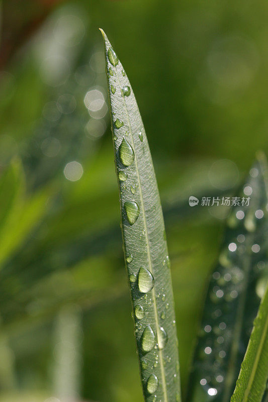 雨点落在夹竹桃叶子上