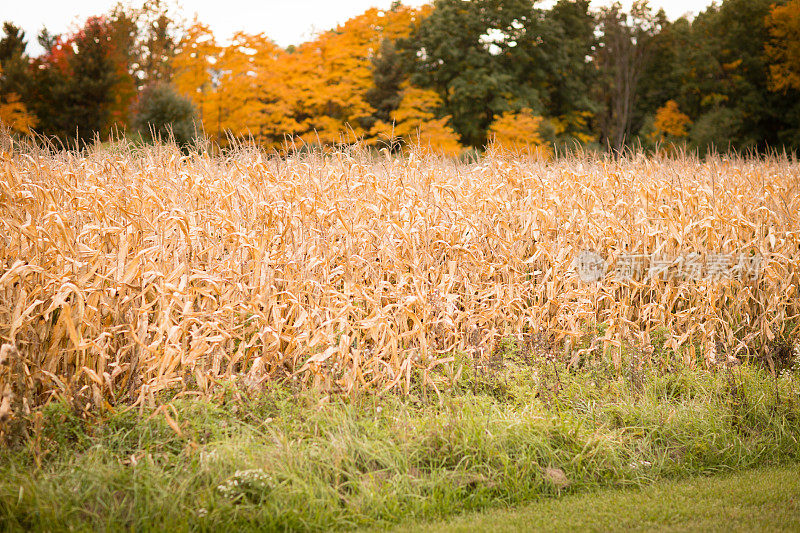 秋天干涸的玉米田的彩色图像