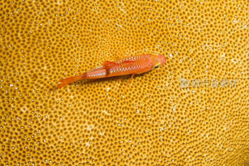 鱼与黄珊瑚