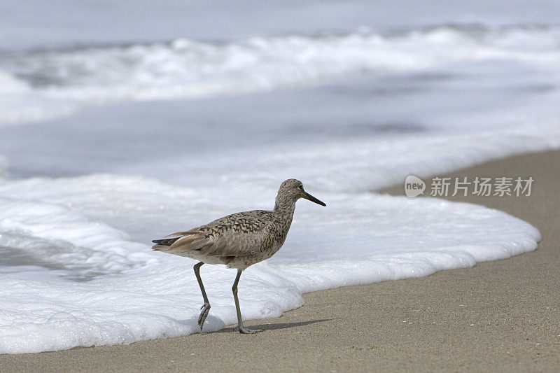 太平洋海岸海滩上的鹬鸟