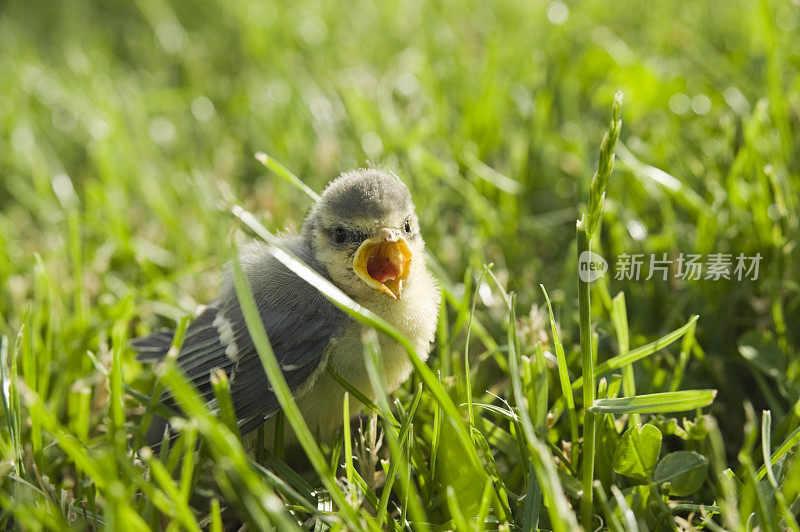 蓝冠山雀小鸡