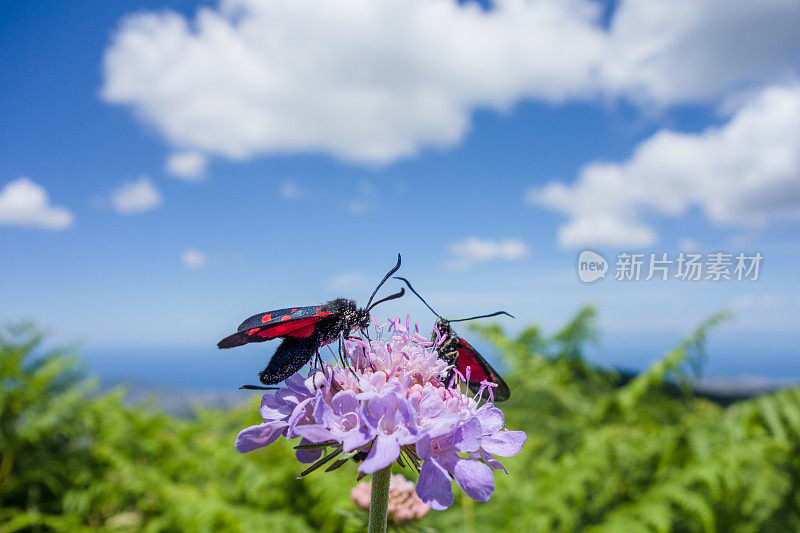 花上的一群昆虫(竹荚竹属)