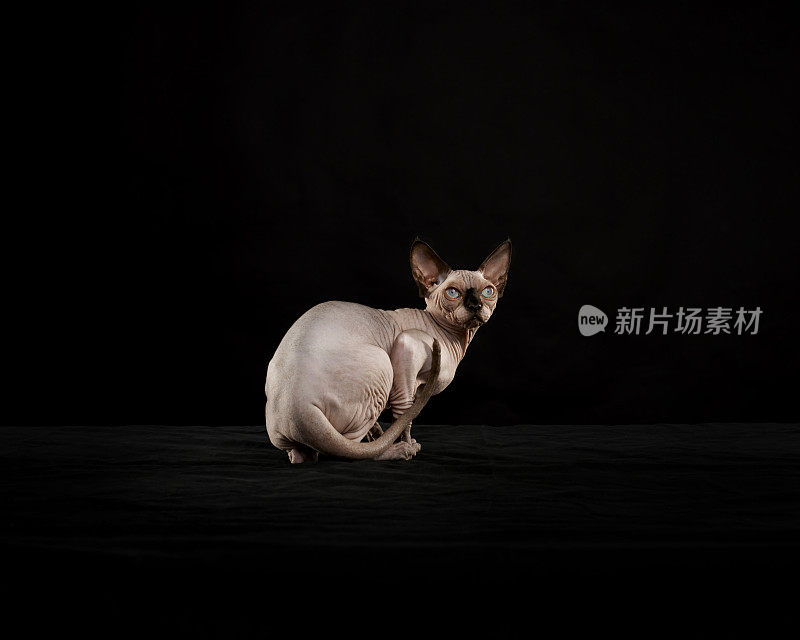 Sphynx猫