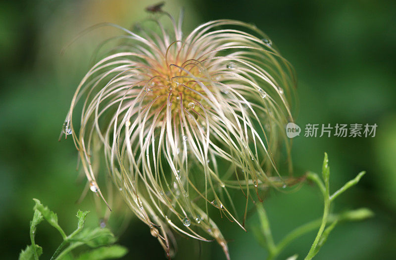 紫色铁线莲开花后的植物