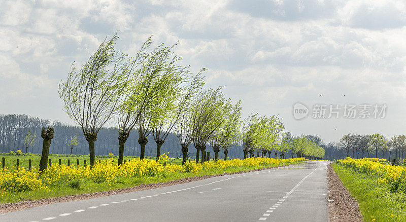 这是典型的荷兰风景，春天的路上柳树成行