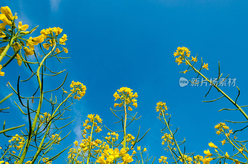 油菜花儿