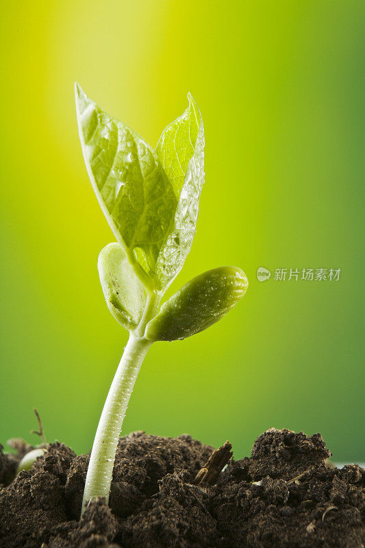 新的种子植物从土壤中发芽