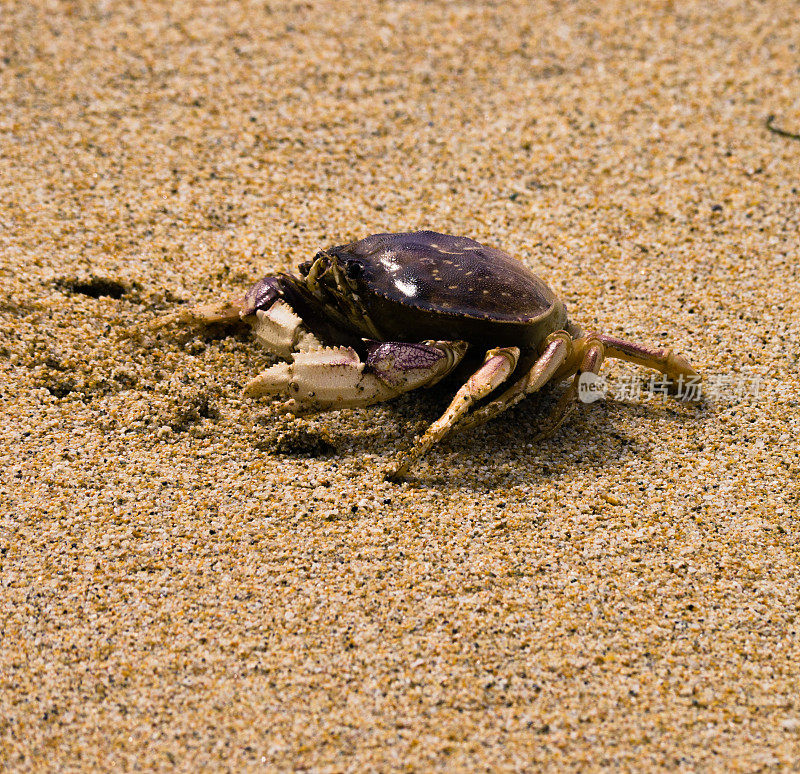 螃蟹在海滩上爬